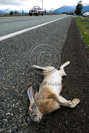 Black-tailed jackrabbit (Lepus californicus) roadkill, near Ft Jones, California, USA