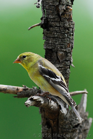 American goldfinch (Carduelis tristis), female, Missoula, Montana, USA