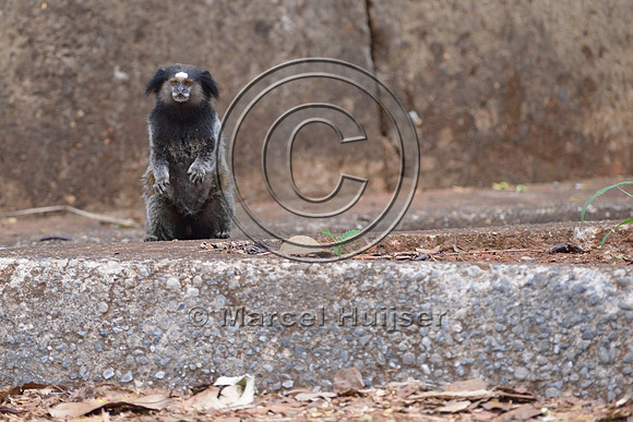 Black-pencilled marmoset (Callithrix penicillata) looking for traffic before crossing at grade right under the canopy crossing, ESALQ campus, Piracicaba, São Paulo, Brazil