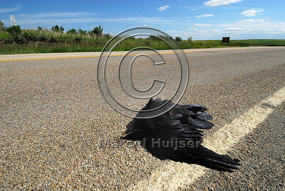 Common Raven (Corvus corax) roadkill, Montana, USA