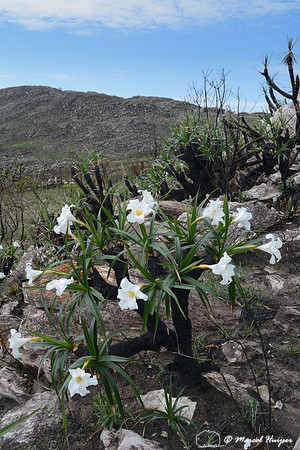 Canela-de-ema (Vellozia sp.) flowers after a fire, Parque Nacional da Serra da Canastra, Minas Gerais, Brazil