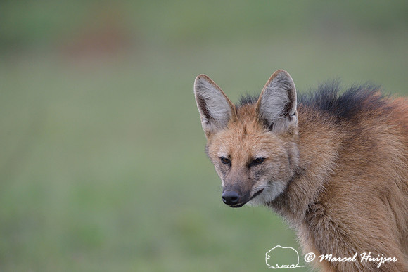 Maned wolf (Chrysocyon brachyurus), Parque Nacional da Serra da Canastra, Minas Gerais, Brazil