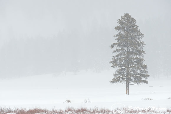 Tree in snow storm, Wyoming, USA