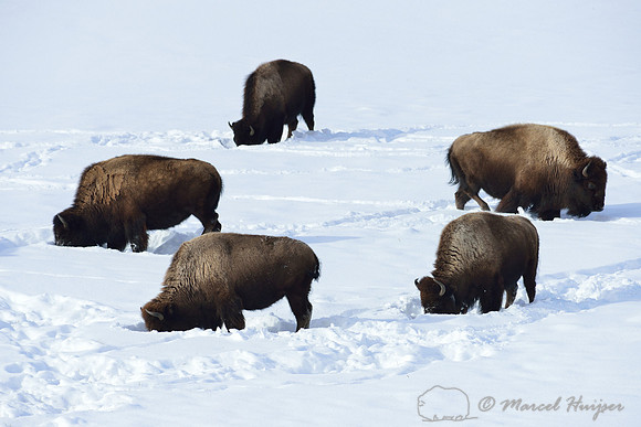 Bison (Bison bison) in the snow, Wyoming, USA