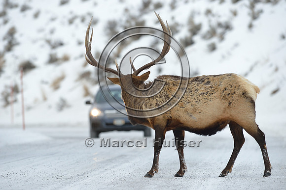 Bull elk (Cervus canadensis) on road, Wyoming, USA