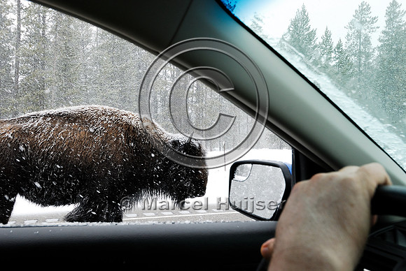 Bison (Bos bison) on road in snowstorm with traffic, MT