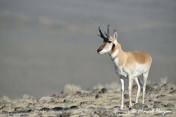 Pronghorn (Antilocapra americana), Montana, USA