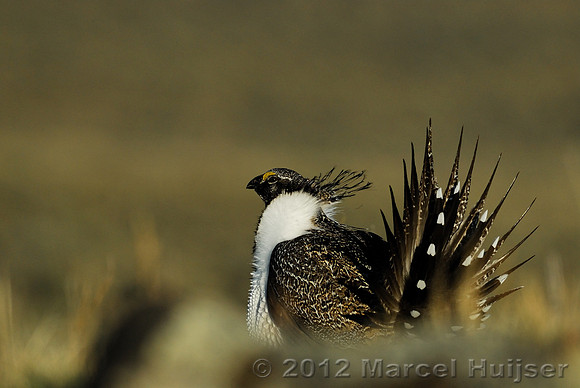 Male sage grouse (Centrocercus urophasianus) in a lek and displaying, near Bannack, Montana, USA