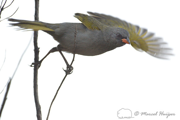 Great pampa-finch (Embernagra platensis) Itatiaia National Park, Rio de Janeiro State, Brazil