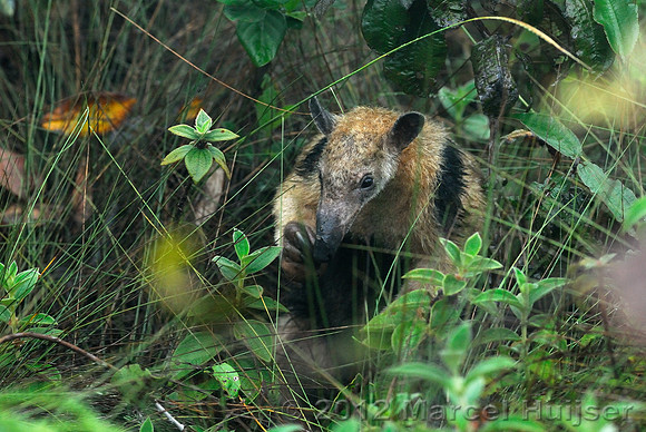 Southern tamandua (Tamandua tetradactyla), Chapada dos Guimarães, Mato Grosso, Brazil