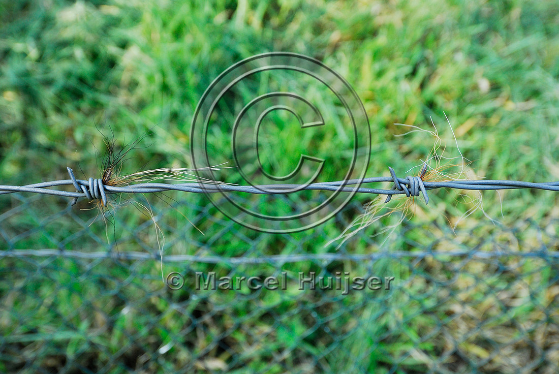 Hair of maned wolf (Chrysocyon brachyurus) caught in barbed wire or right-of-way fence along motorway SP-225, Sao Paulo, Brazil