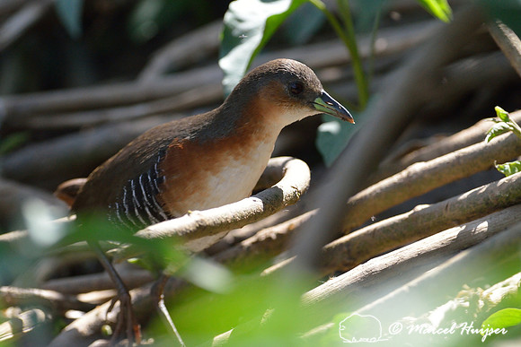 Rufous-sided crake (Laterallus melanophaius), Tanquã wetland, Rio Piracicaba, São Paulo, Brazil