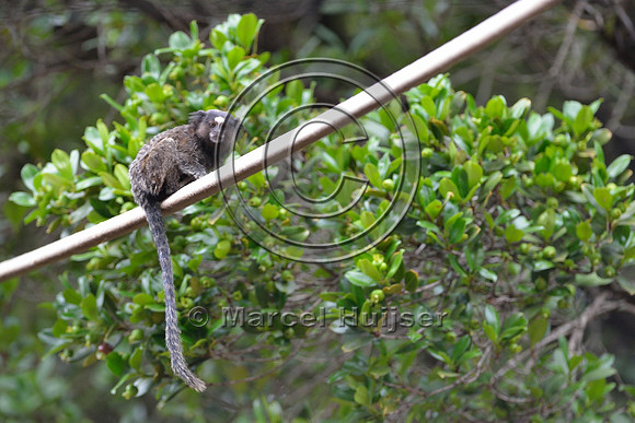 Black-pencilled marmoset (Callithrix penicillata) looking for traffic before crossing at grade right under the canopy crossing, ESALQ campus, Piracicaba, São Paulo, Brazil
