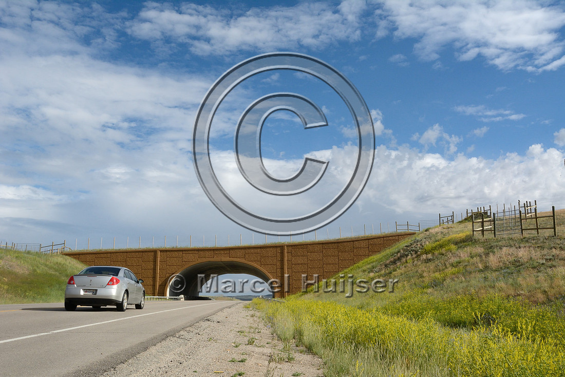 Wildlife overpass (west) for pronghorn (Antilocapra americana) (46 m (150 ft) wide), on the Path of the Pronghorn, Trapper’s Point, US Hwy 191, near Pinedale, Wyoming, USA