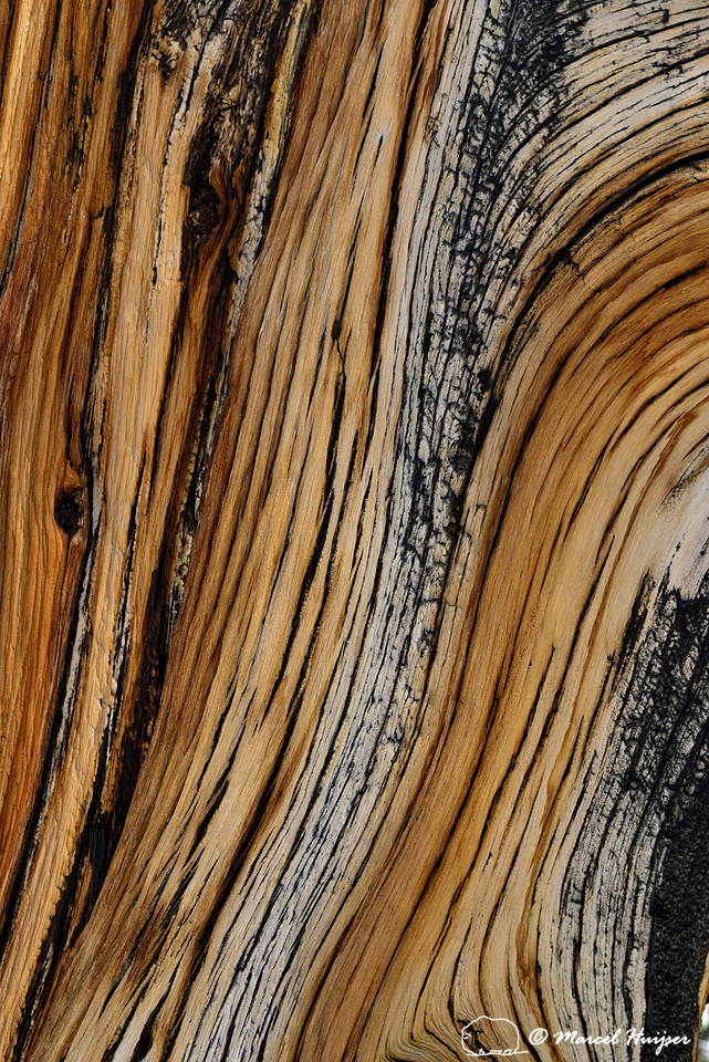 Wood of Great Basin bristlecone pine (Pinus longaeva), White Mountains, California, USA