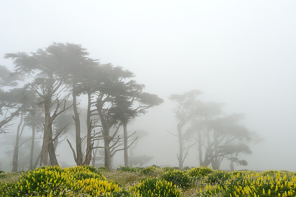 Bishop pine (Pinus muricata) and yellow lupine (Lupinus arboreus), Point Reyes National Seashore, California, USA