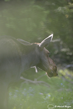 Moose (Alces alces), on ridge south of Teton Pass, Wyoming, USA