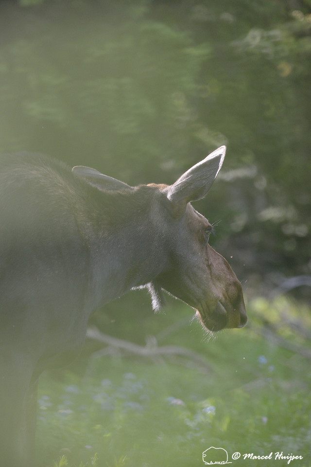 Moose (Alces alces), on ridge south of Teton Pass, Wyoming, USA
