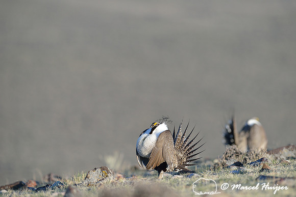 Greater sage-grouse (Centrocercus urophasianus), Montana, USA