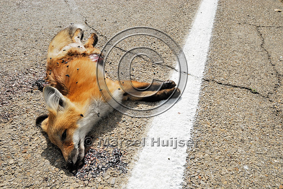 Red fox (Vulpes vulpes) kit roadkill, Montana, USA
