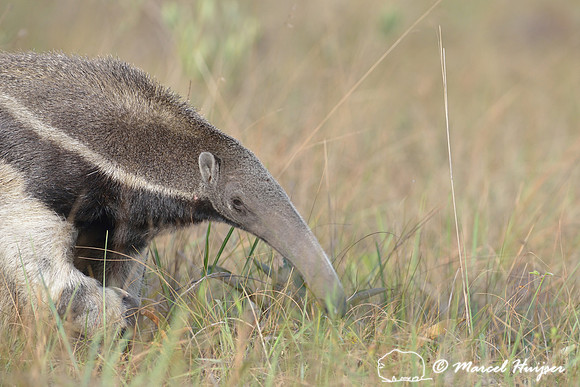 Giant anteater (Myrmecophaga tridactyla), Parque Nacional da Serra da Canastra, Minas Gerais, Brazil