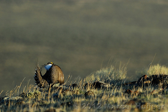Male sage grouse (Centrocercus urophasianus) in a lek and displaying, near Bannack, Montana, USA