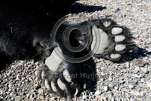 Black bear (Ursus americanus) roadkill at wildlife composting facility, Montana