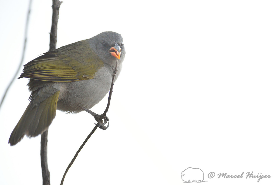 Great pampa-finch (Embernagra platensis) Itatiaia National Park, Rio de Janeiro State, Brazil