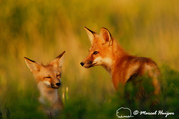 Portrait of red fox (Vulpes vulpes) kits in golden light, Montana, USA