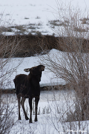 Bull moose (Alces alces) with shed antlers browsing willows alon