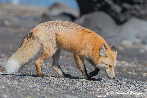 Red fox (Vulpes vulpes), Wyoming, USA