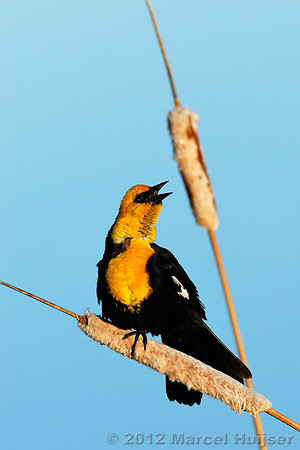 Yellow-headed blackbird (Xanthocephalus xanthocephalus) on cattail (Typha spp.), Montana, USA