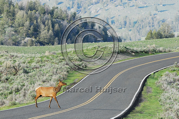 Elk (Cervus canadensis) approaching and crossing road, WY
