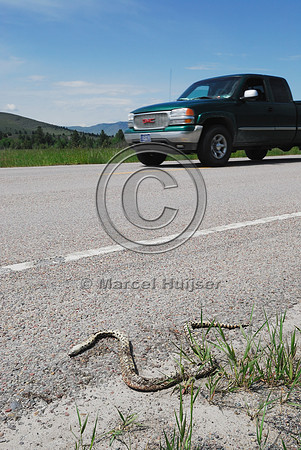 Gopher snake (Pituophis catenifer) roadkill, State Hwy 212, Moiese, MT