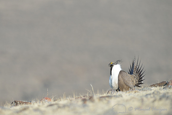 Greater sage-grouse (Centrocercus urophasianus), Montana, USA