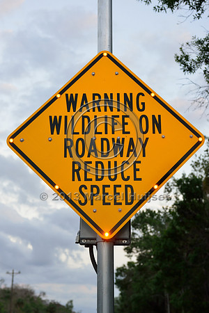 Activated warning sign animal detection system, Tamiami Trail, US Hwy 41, Florida, USA