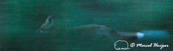 Red fox (Vulpes vulpes) kit running at dusk, Montana, USA