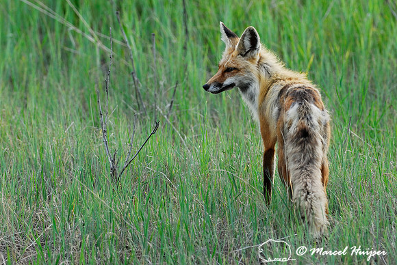Red fox (Vulpes vulpes) adult at the den, Montana, USA