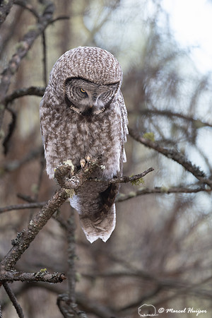 Great gray owl (Strix nebulosa) listening and staring for voles,