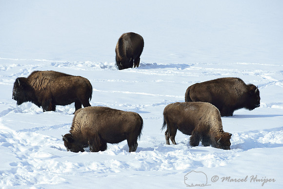 Bison (Bison bison) in the snow, Wyoming, USA