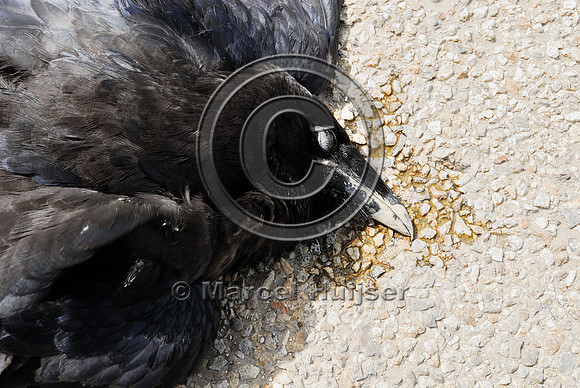 Common Raven (Corvus corax) roadkill, Montana, USA