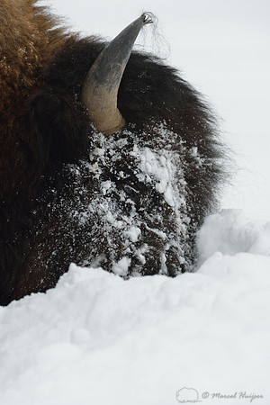 Bison (Bison bison) moving head side to side to move snow to access vegetation under the snow, Wyoming, USA