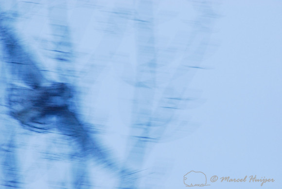 Snowy Owl (Bubo scandiacus), Montana, USA