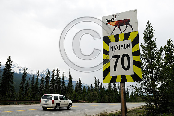 Caribou (Rangifer tarandus) warning sign and maximum speed limit 70 km/h, AB