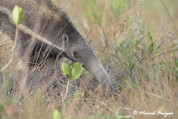 Giant anteater (Myrmecophaga tridactyla), Parque Nacional da Serra da Canastra, Minas Gerais, Brazil