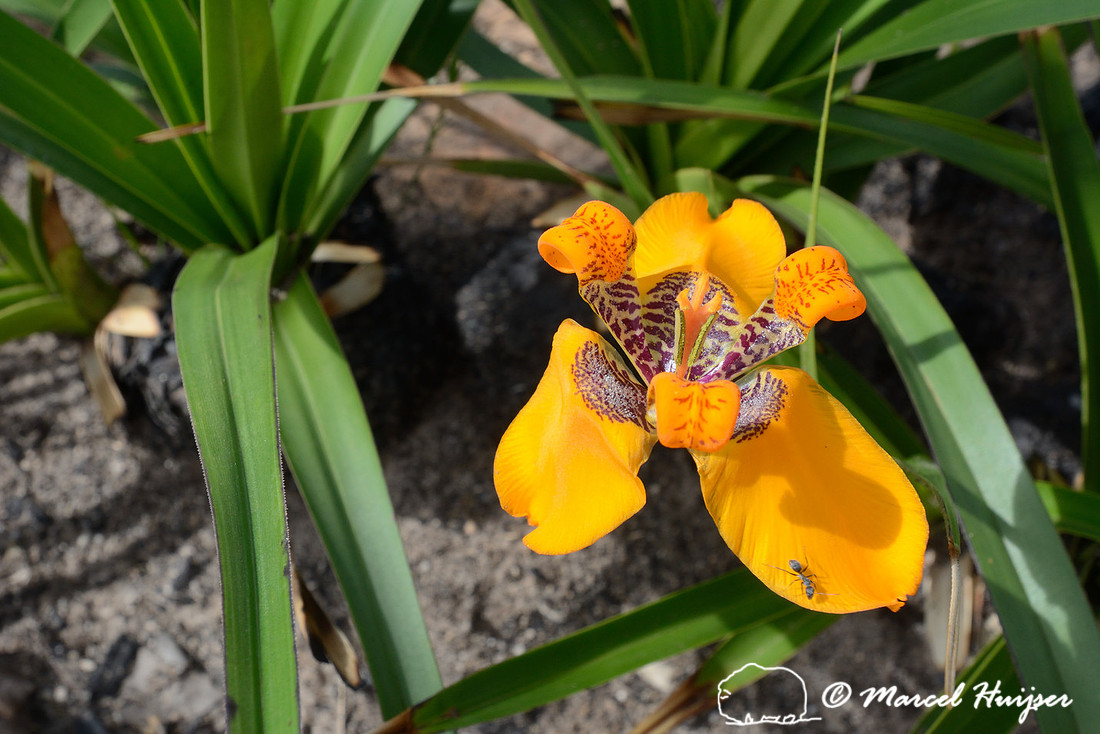 Orange wildflowers, Parque Nacional da Serra da Canastra, Minas Gerais, Brazil