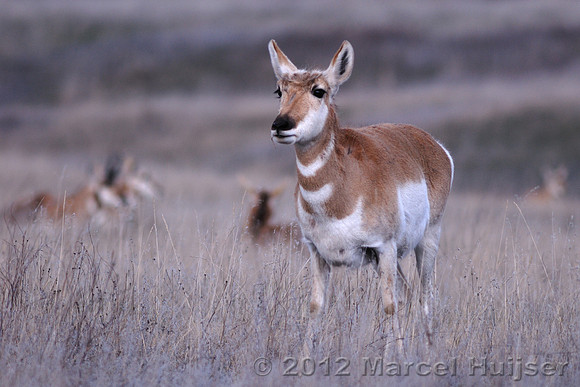Pronghorn (Antilocapra americana) doe, Montana, USA