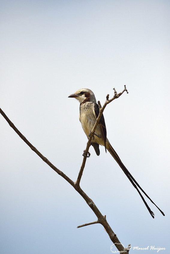 Streamer-tailed tyrant (Gubernetes yetapa), Estação Experimental e a Estação Ecológica de Itirapina, São Paulo, Brazil