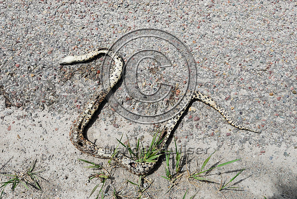 Gopher snake (Pituophis catenifer) roadkill, State Hwy 212, Moiese, MT
