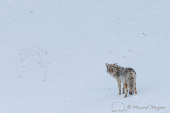 Coyote (Canis latrans) in the snow, Wyoming, USA